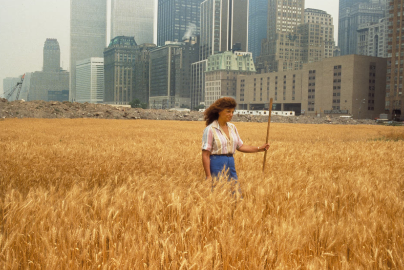 Agnes Denes, Wheatfield
